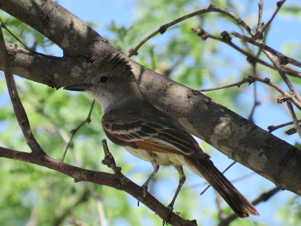 Brown-crested Flycatcher - Becky Turley