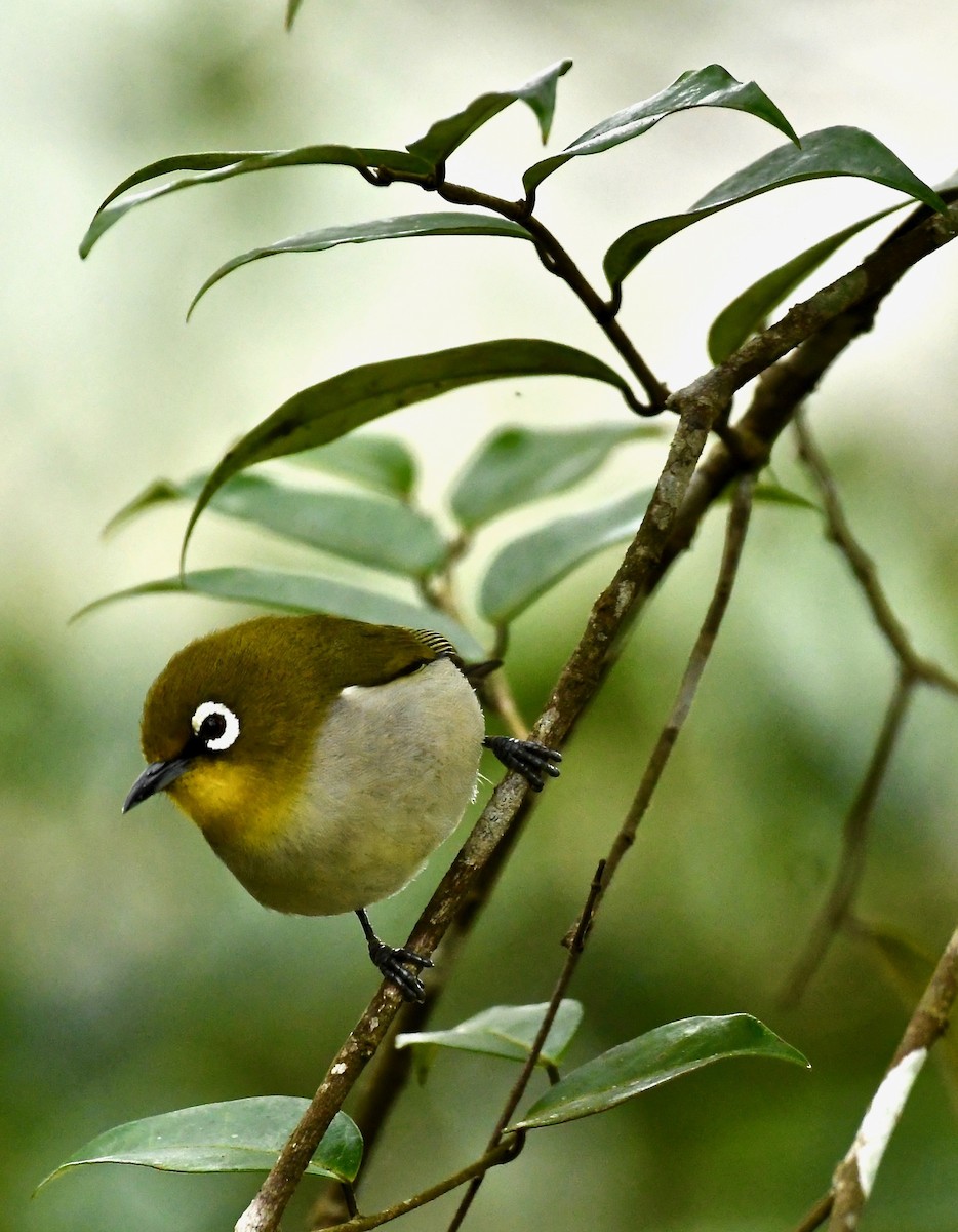 Malagasy White-eye - Theresa Bucher