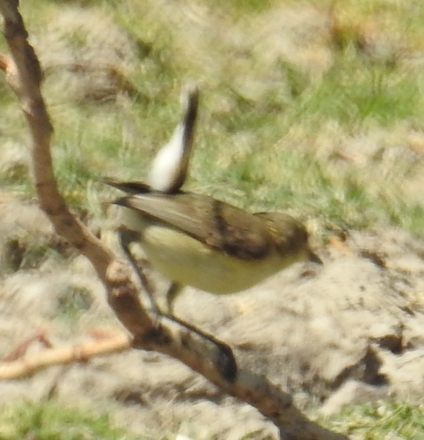 Plain Gerygone - ML236104681