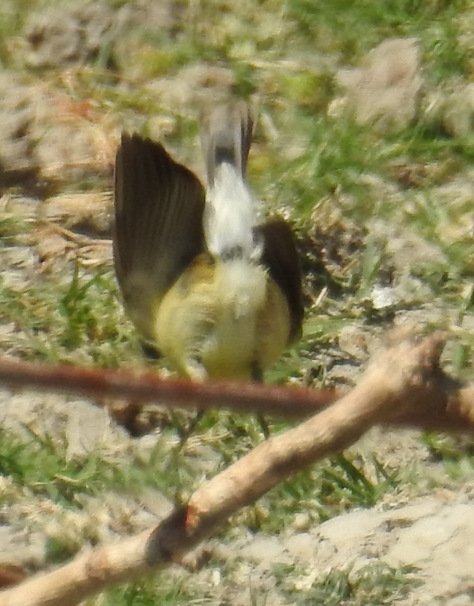 Plain Gerygone - Colin Trainor