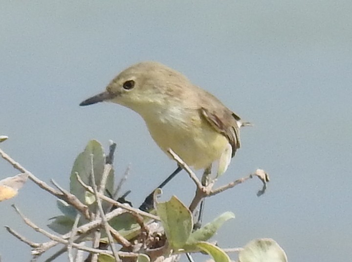 Plain Gerygone - Colin Trainor