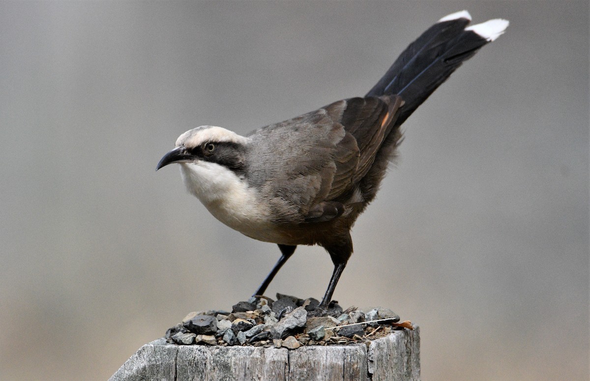 Gray-crowned Babbler - ML236106331