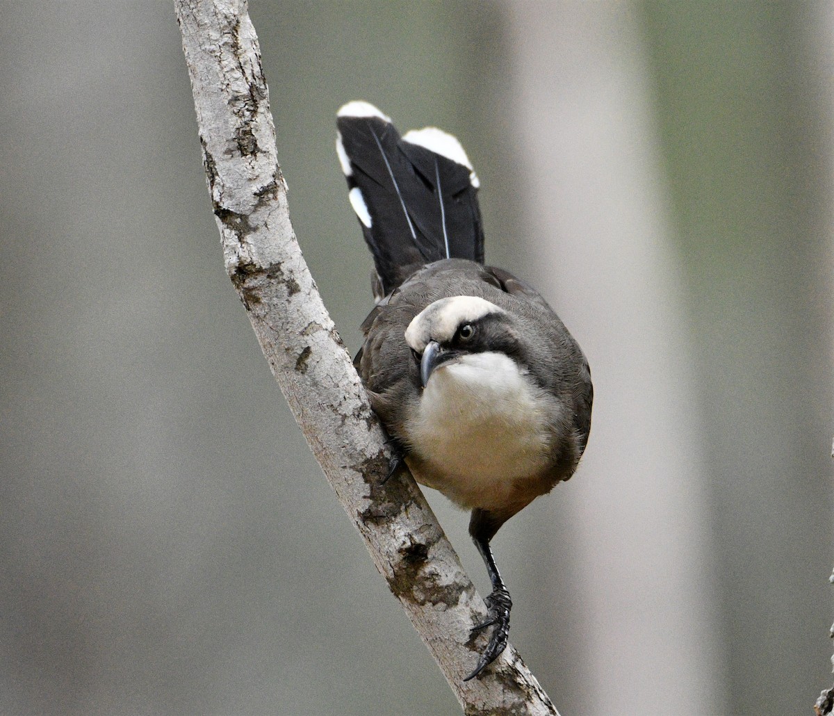 Gray-crowned Babbler - ML236106351