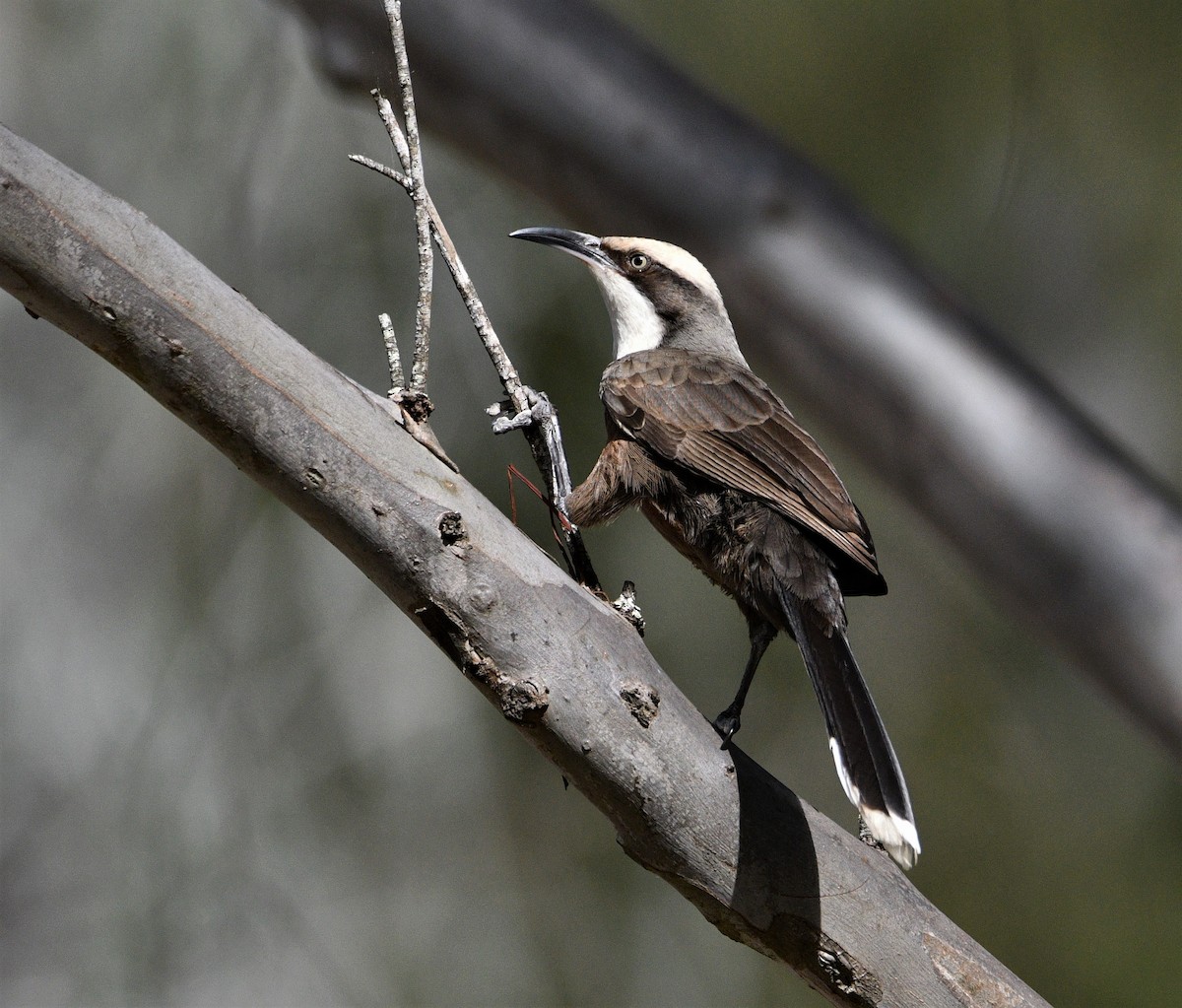 Gray-crowned Babbler - ML236106371