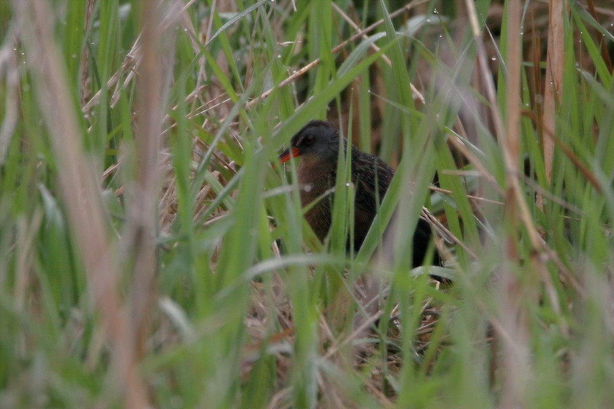 Virginia Rail - ML236106801