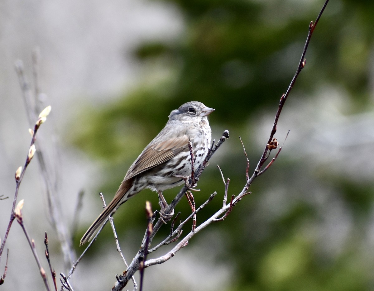 Fox Sparrow - ML236108021