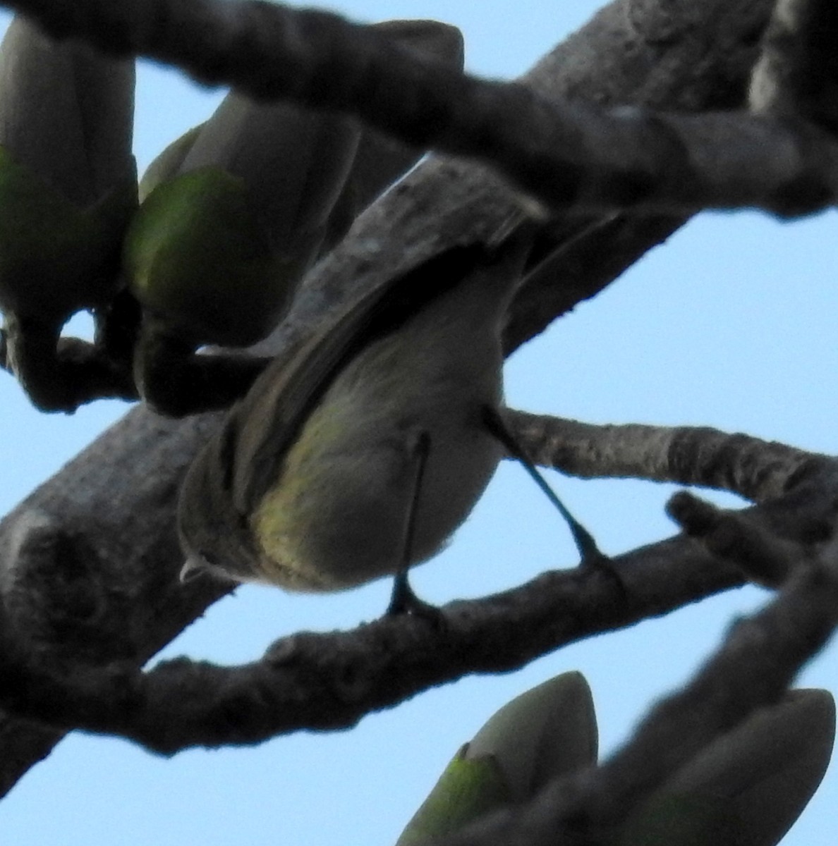 Plain Gerygone - ML236108241