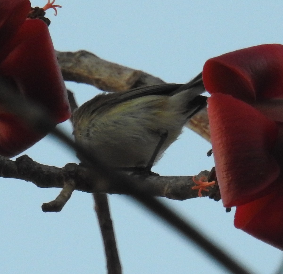 Plain Gerygone - ML236108291