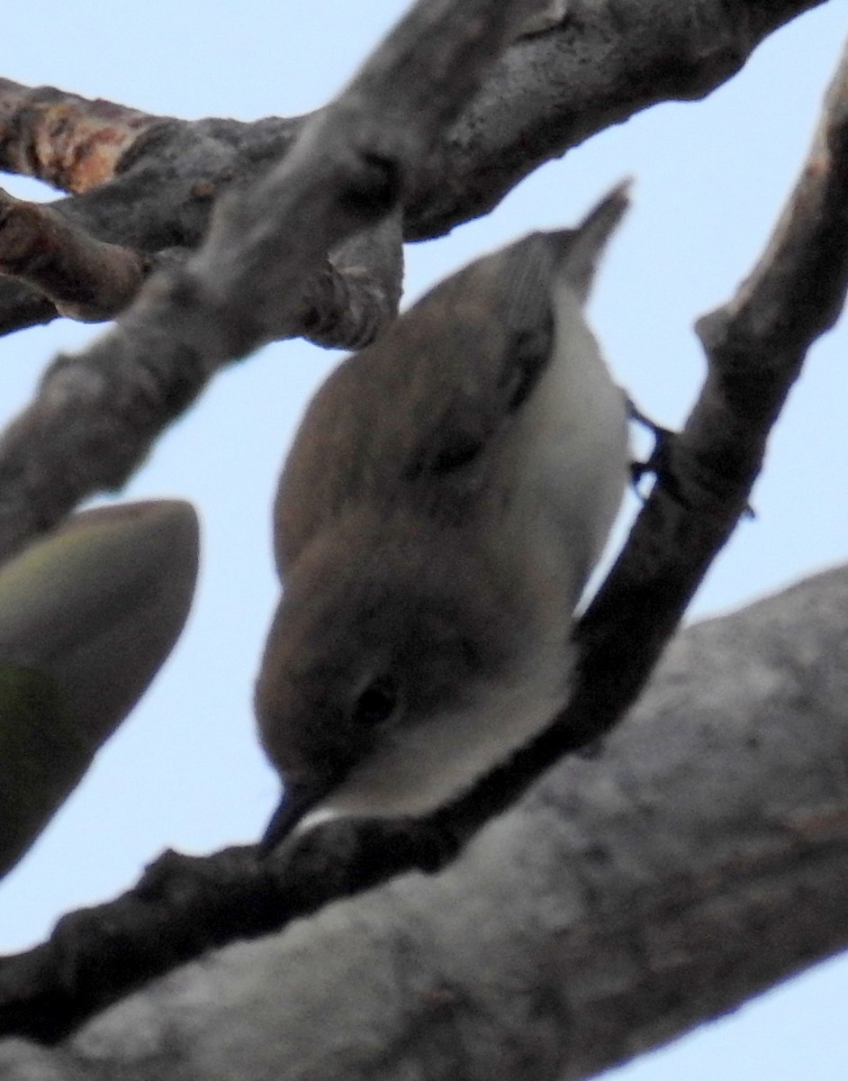 Plain Gerygone - ML236108301