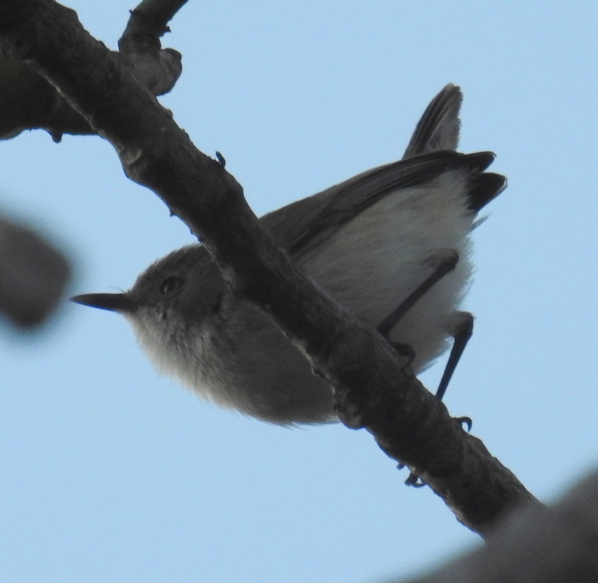 Plain Gerygone - ML236108311