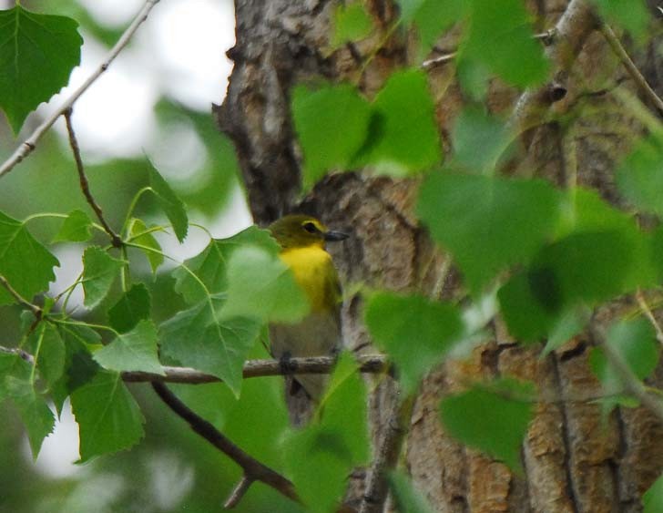 Yellow-throated Vireo - ML236108381