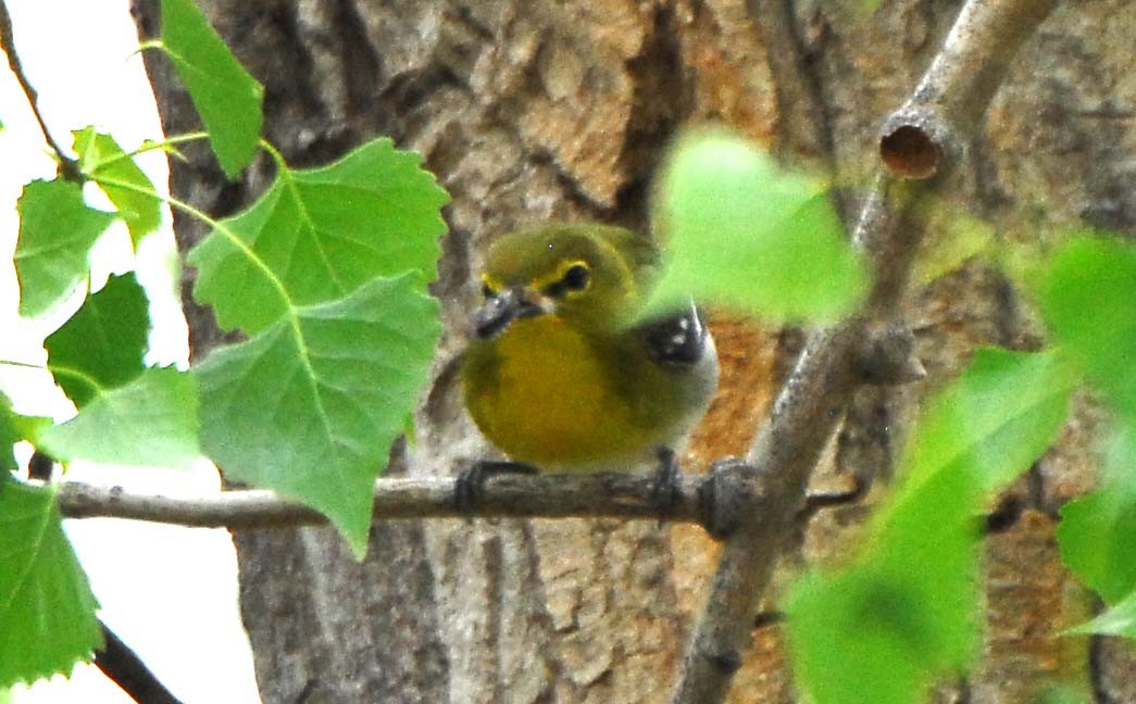 Yellow-throated Vireo - ML236108391