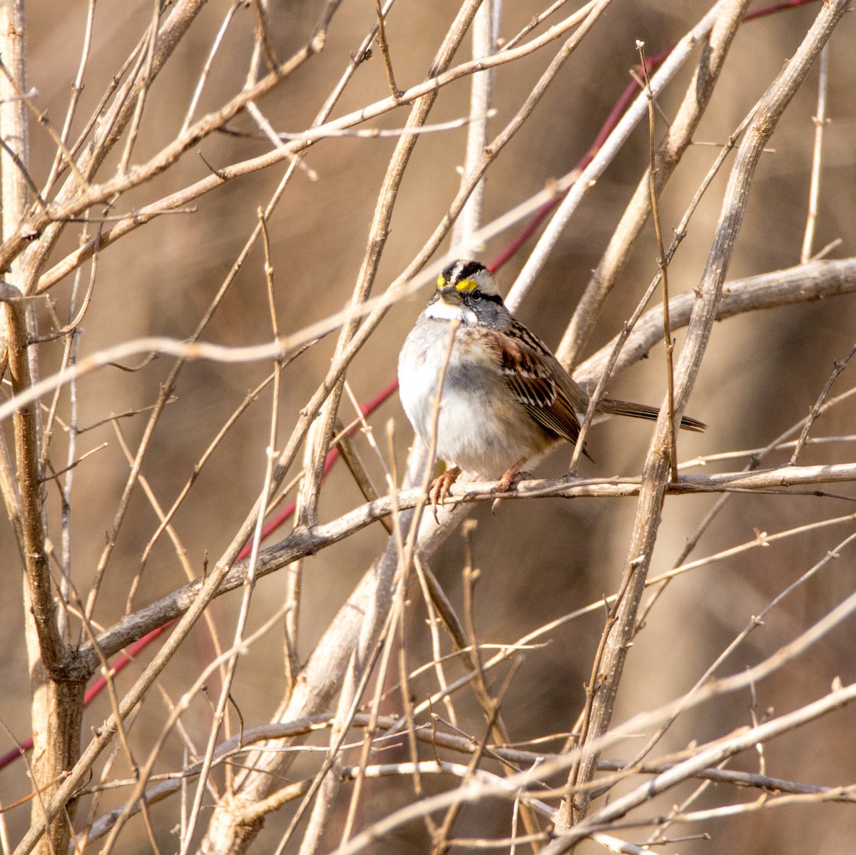 White-throated Sparrow - Debra Mootz