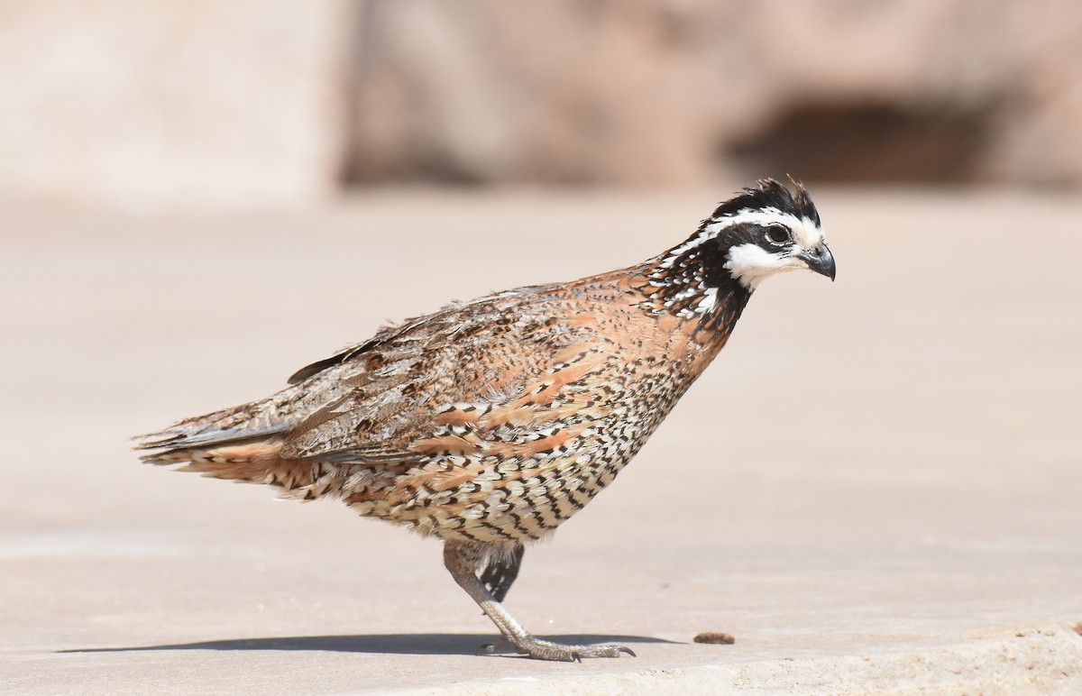 Northern Bobwhite - ML236109721