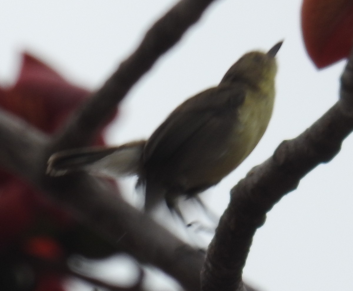 Plain Gerygone - ML236110071