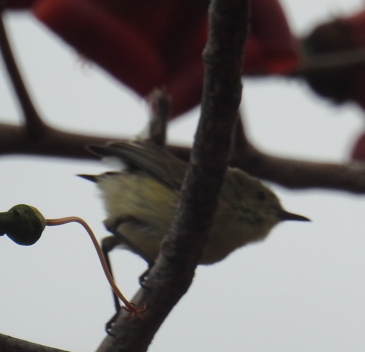 Plain Gerygone - ML236110111