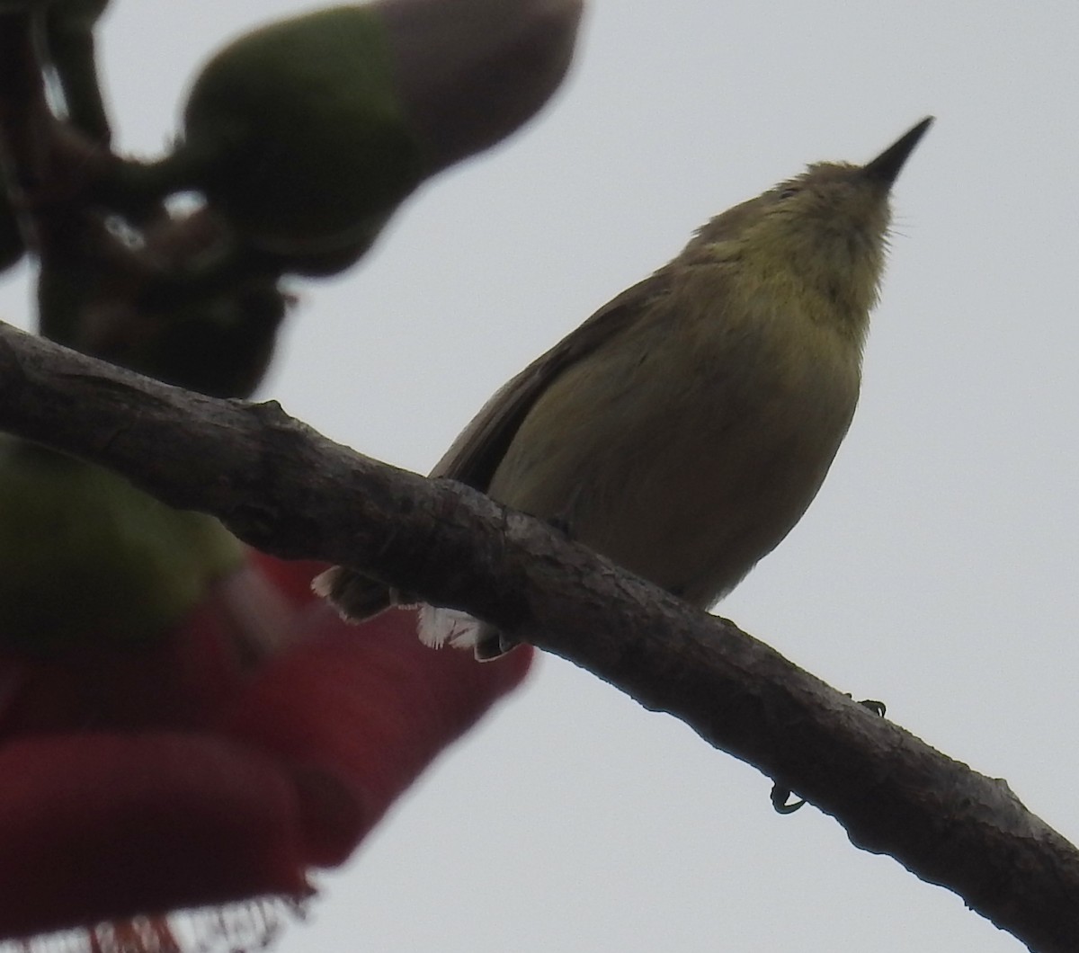 Plain Gerygone - ML236110121