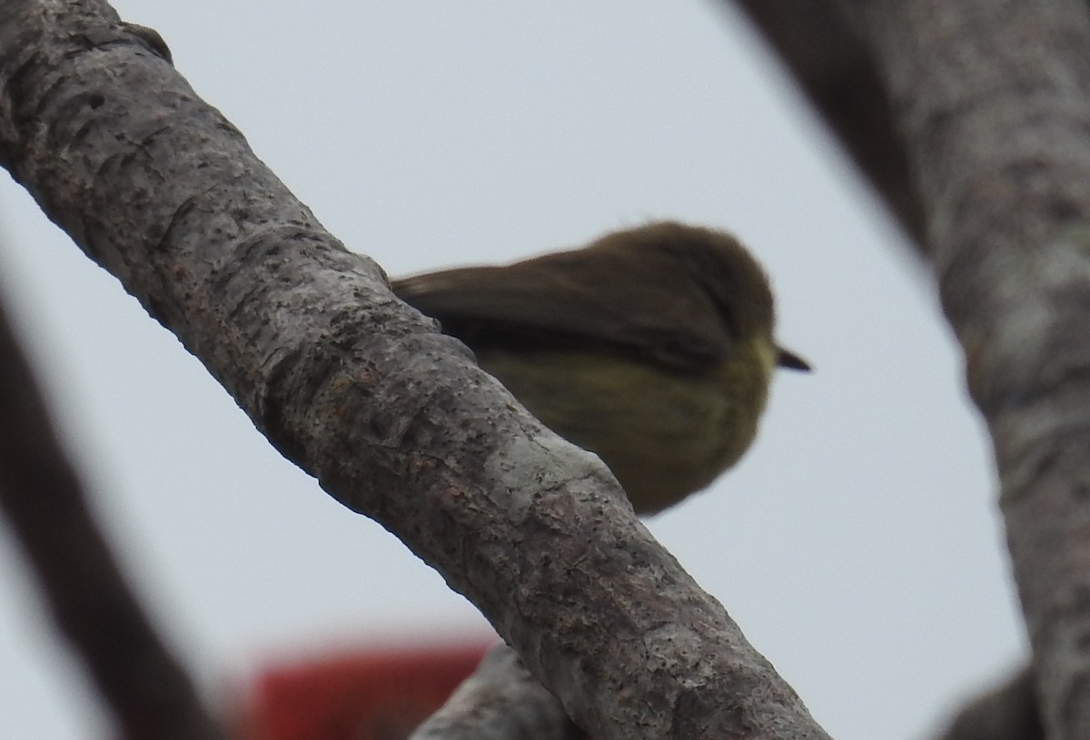 Plain Gerygone - ML236110131