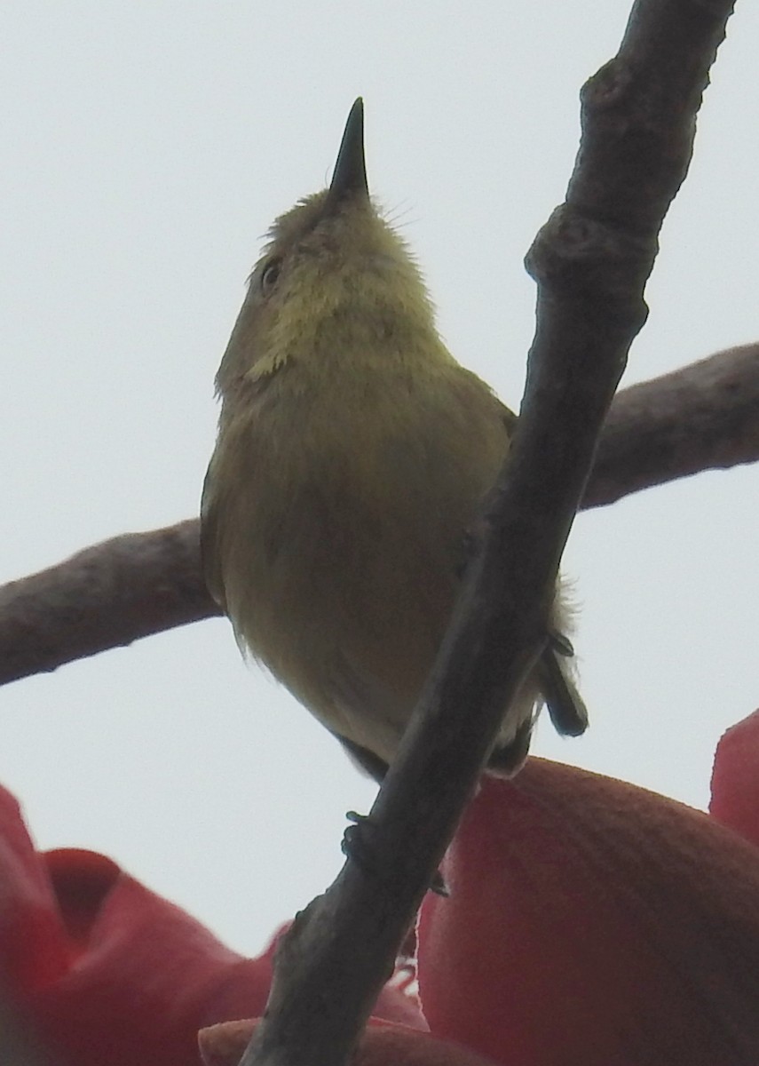 Plain Gerygone - ML236110141