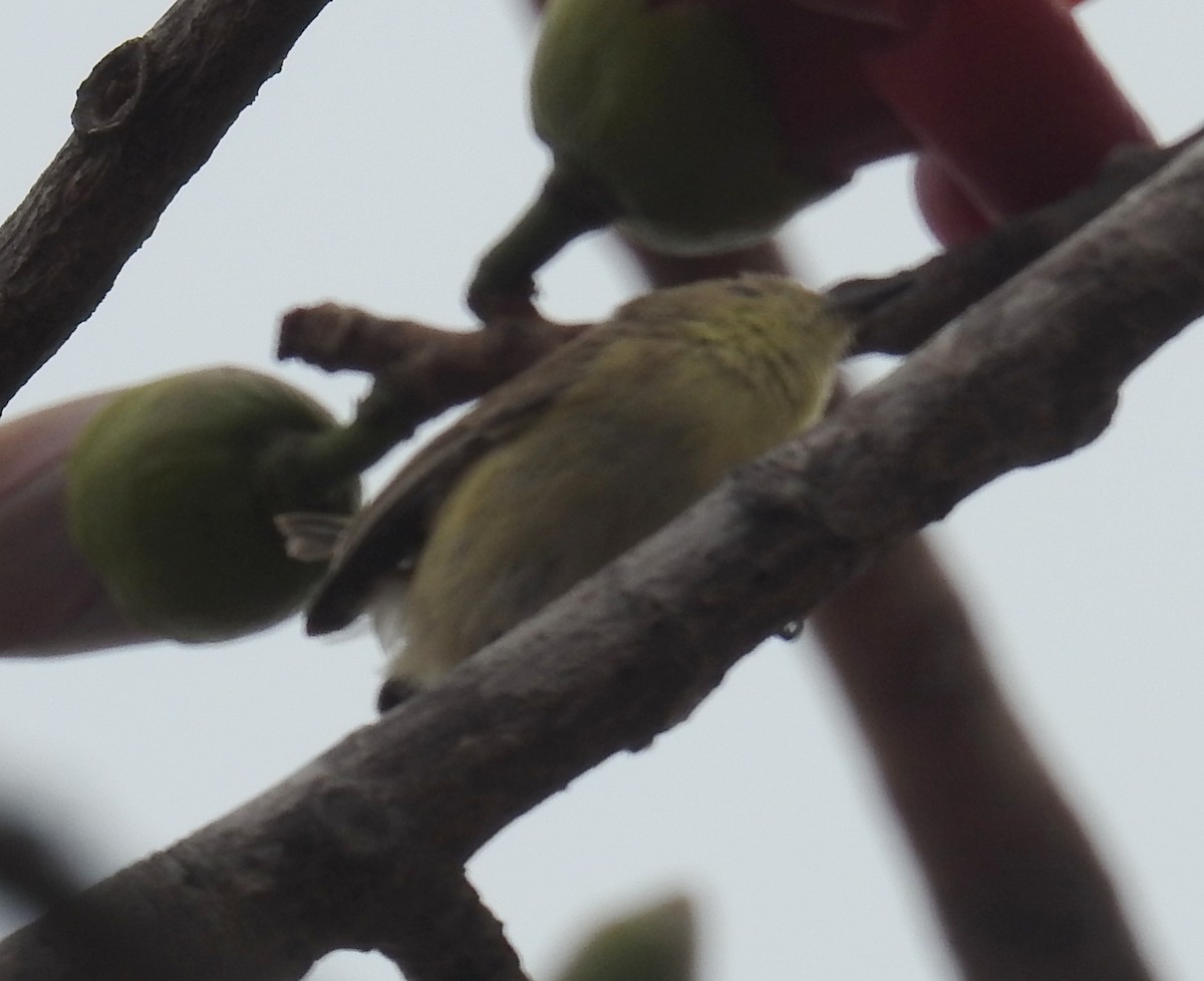 Plain Gerygone - ML236110161