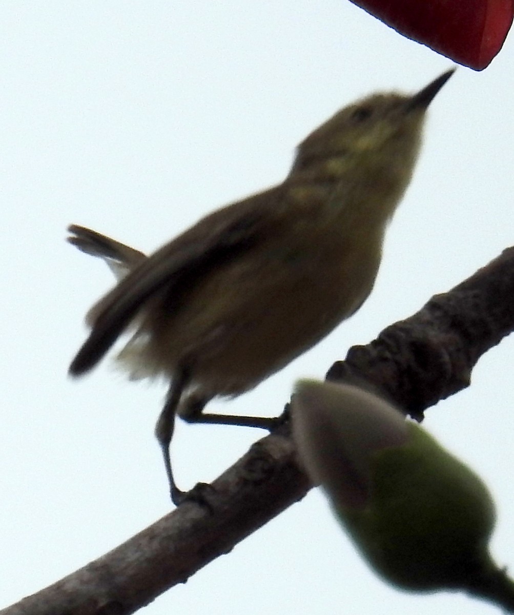 Plain Gerygone - ML236110171