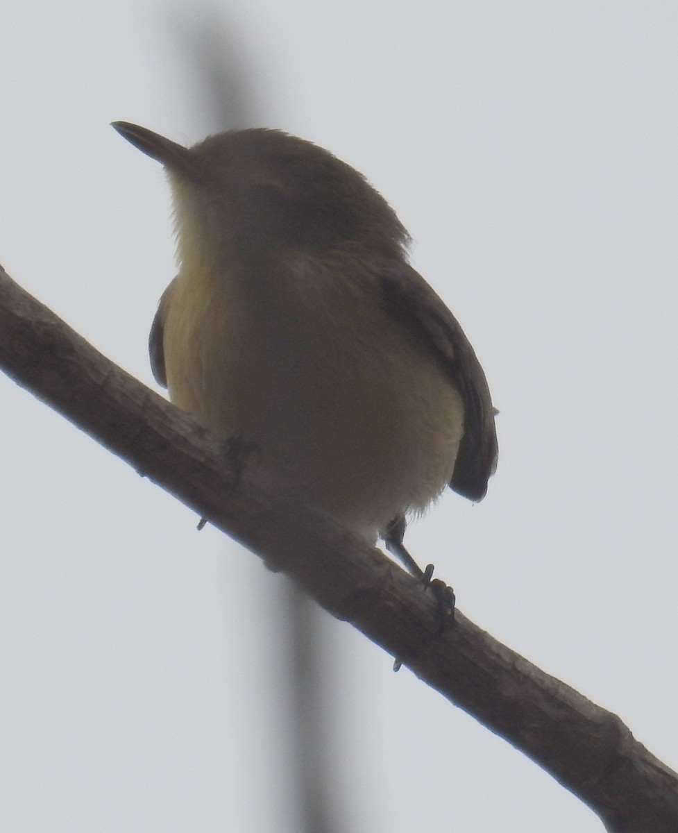 Plain Gerygone - ML236110181