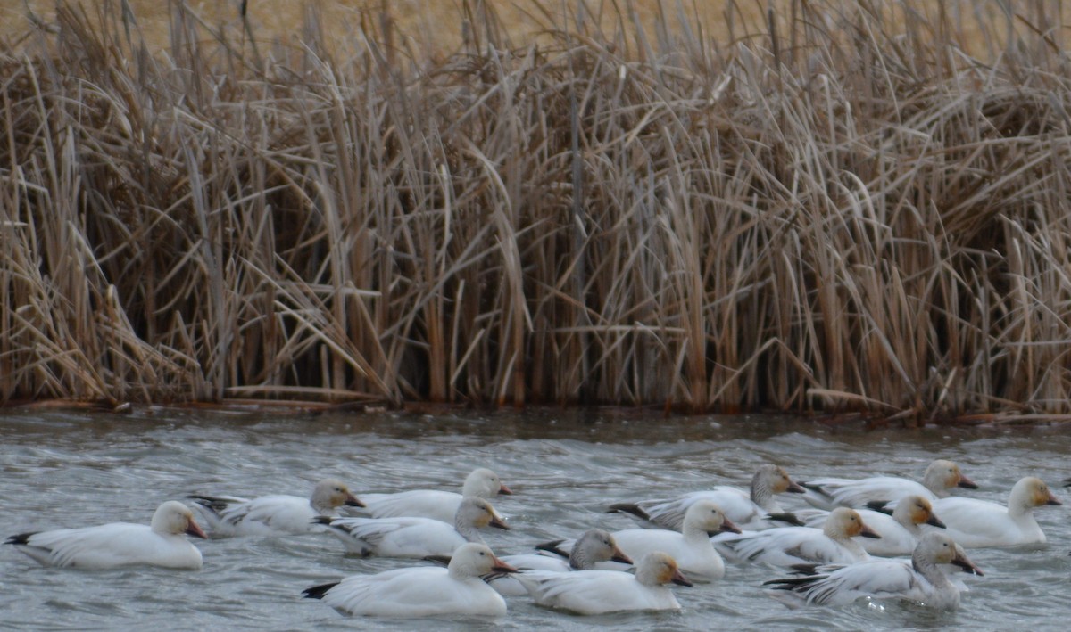 Snow Goose - ML236110501