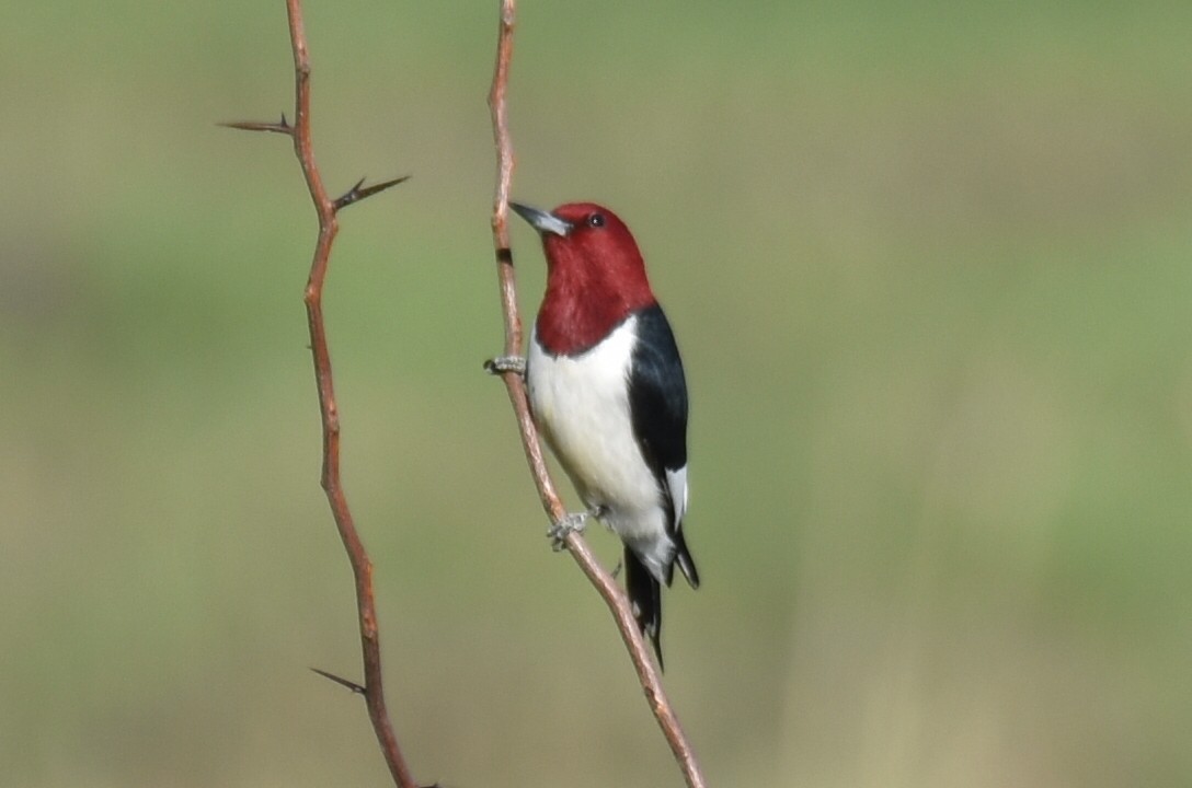 Pic à tête rouge - ML236111321