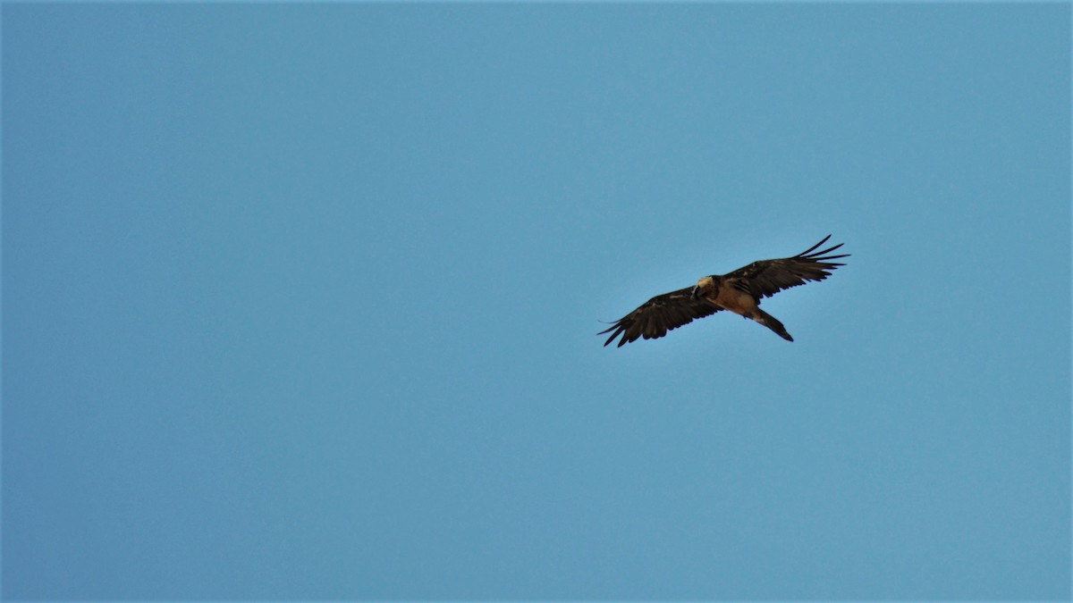 Bearded Vulture - ML236111341