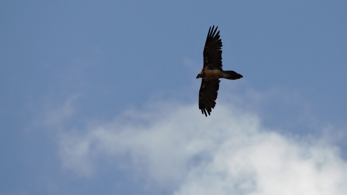 Bearded Vulture - ML236111391