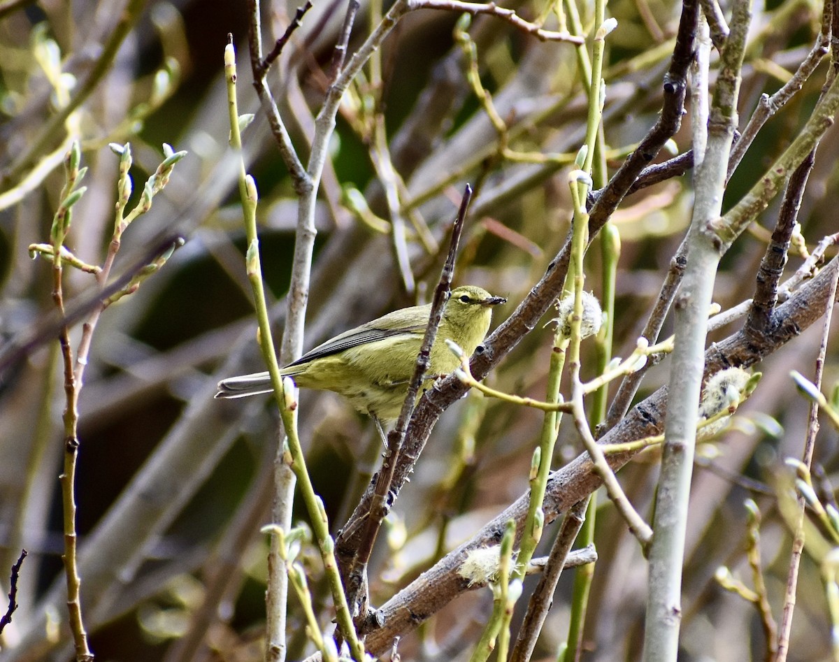 Orange-crowned Warbler - ML236111571