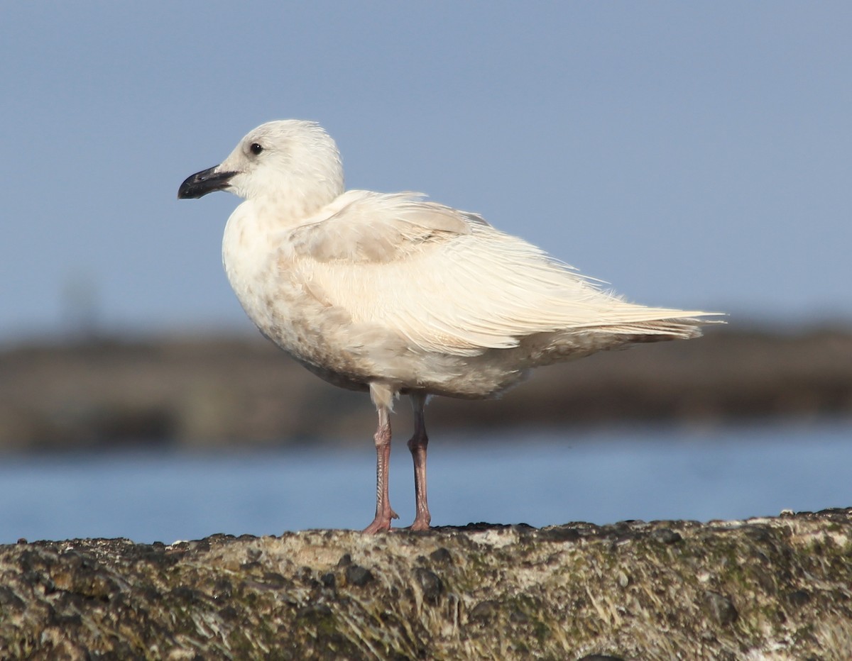 Glaucous-winged Gull - ML236111941