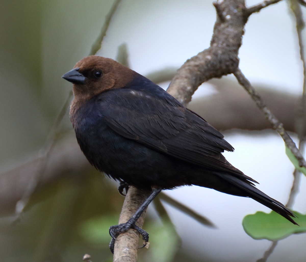 Brown-headed Cowbird - ML236112901