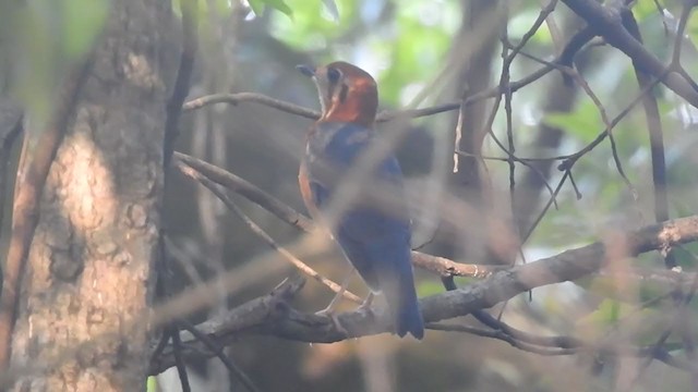 Orange-headed Thrush (Buff-throated) - ML236113311