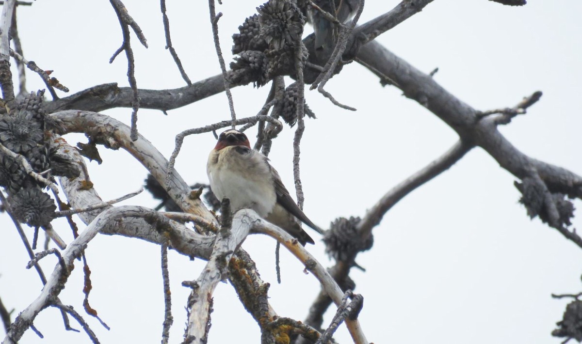 Cliff Swallow - Lubna Khan