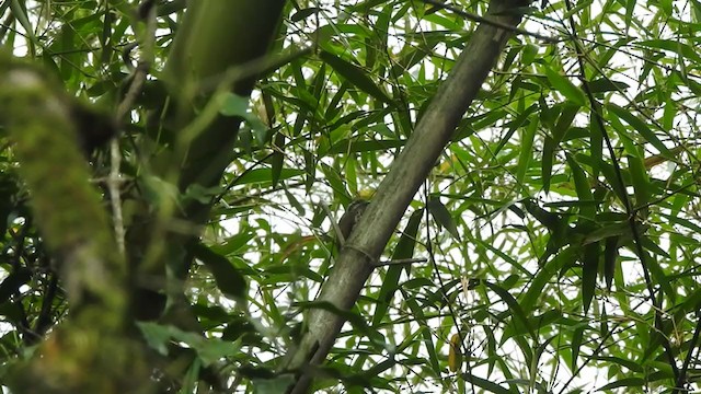 Speckled Piculet - ML236115111