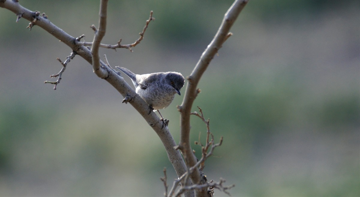 Barred Warbler - ML236115341