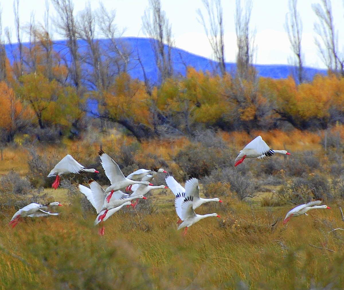 Coscoroba Swan - ML236116411