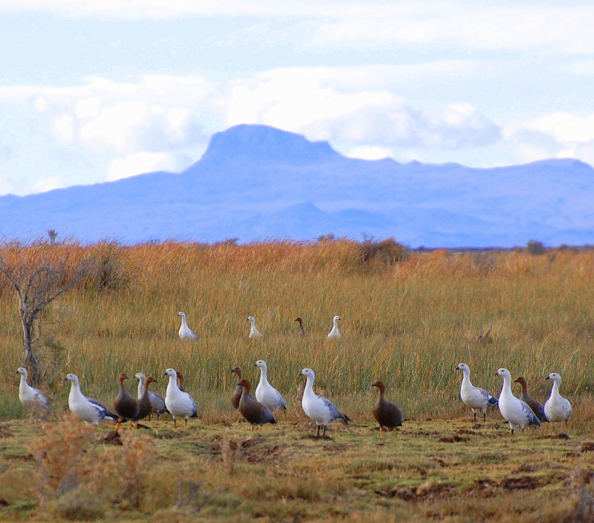 Upland Goose - ML236116441