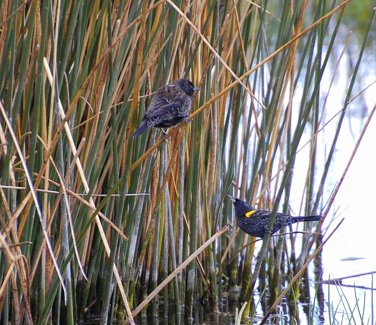 Yellow-winged Blackbird - ML236116491