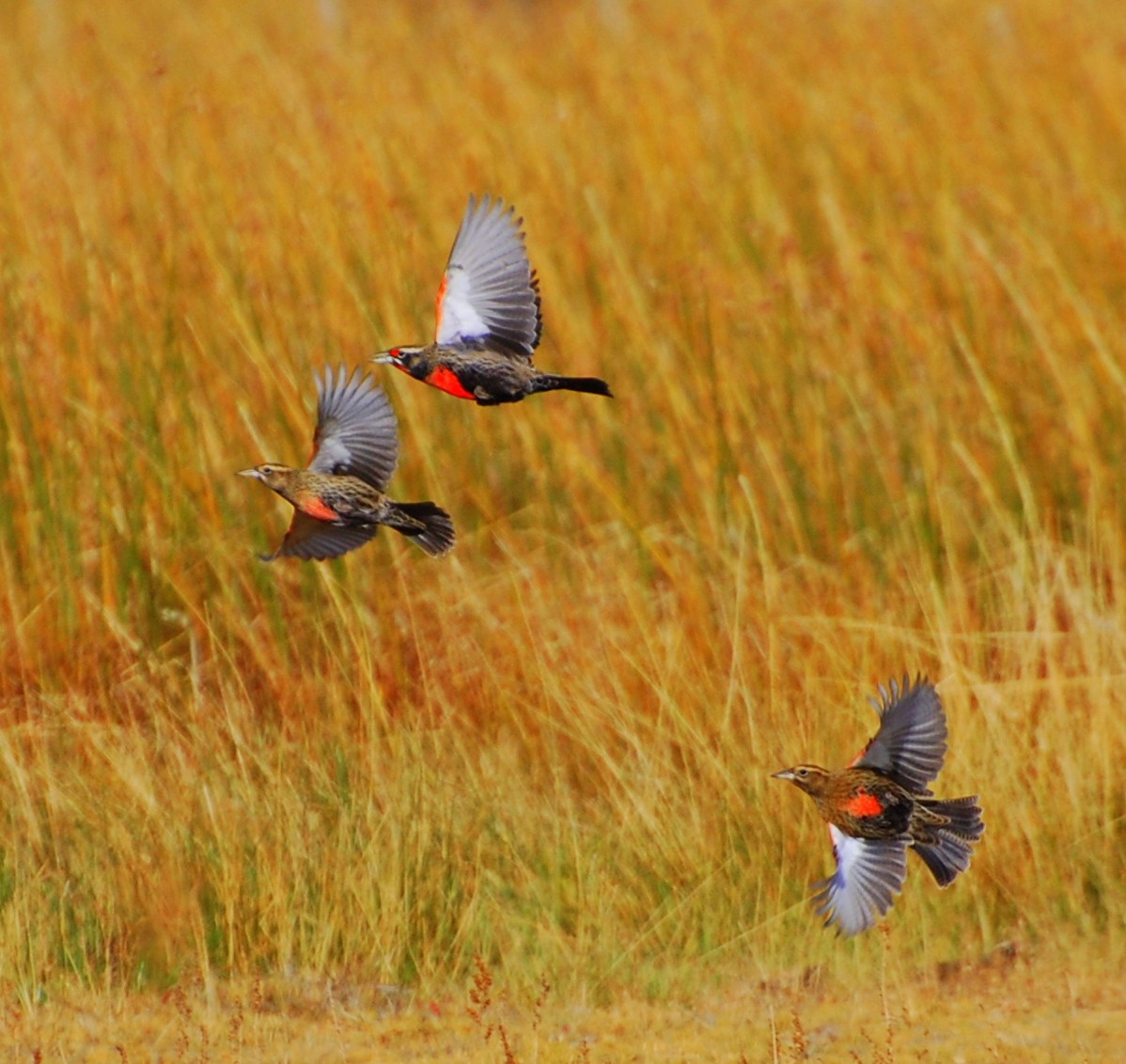 Long-tailed Meadowlark - ML236116571