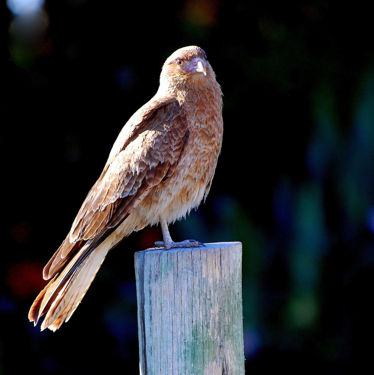 Caracara chimango - ML236116641