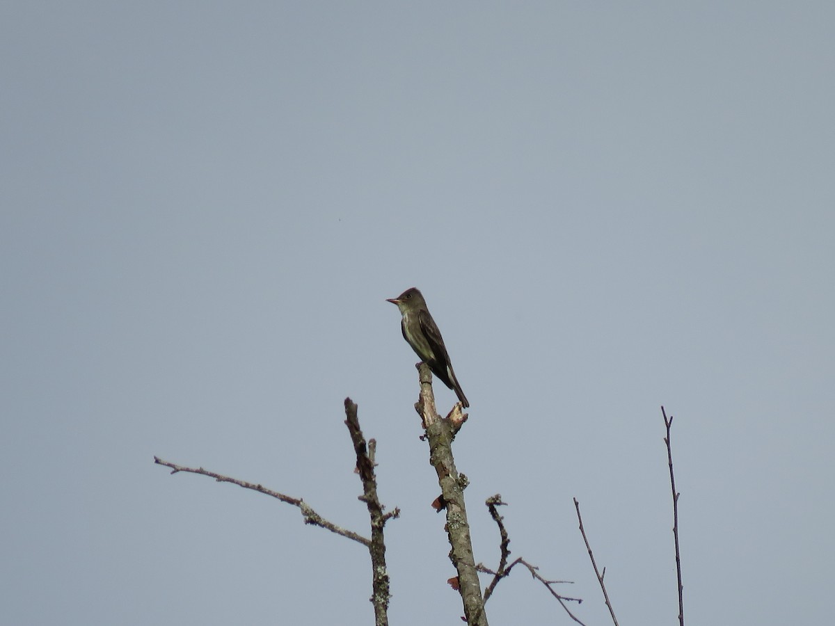 Olive-sided Flycatcher - ML236116761