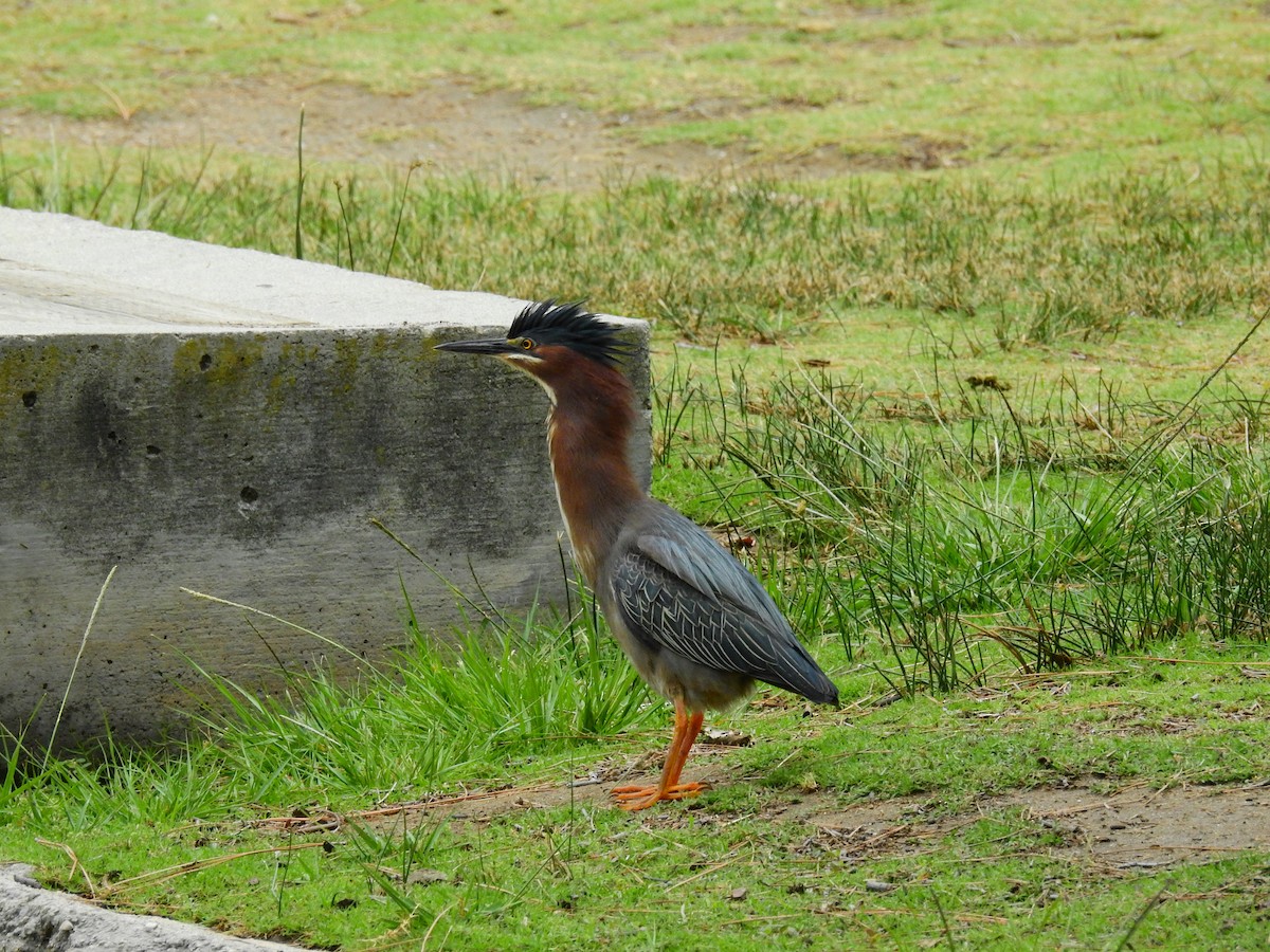 Green Heron - ML236118301