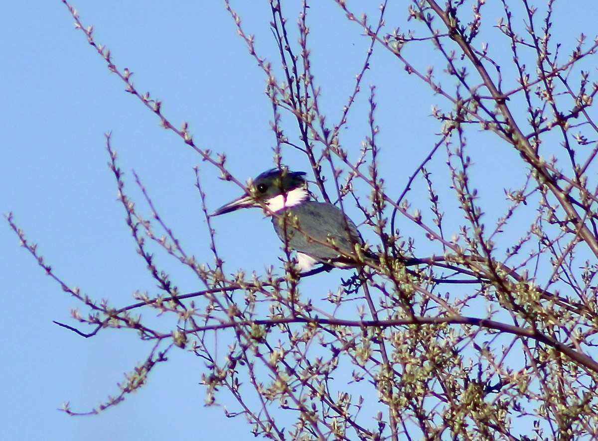 Belted Kingfisher - Dana-Maree Maney