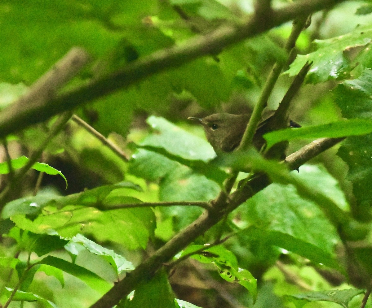 Malagasy Brush-Warbler (Malagasy) - Theresa Bucher