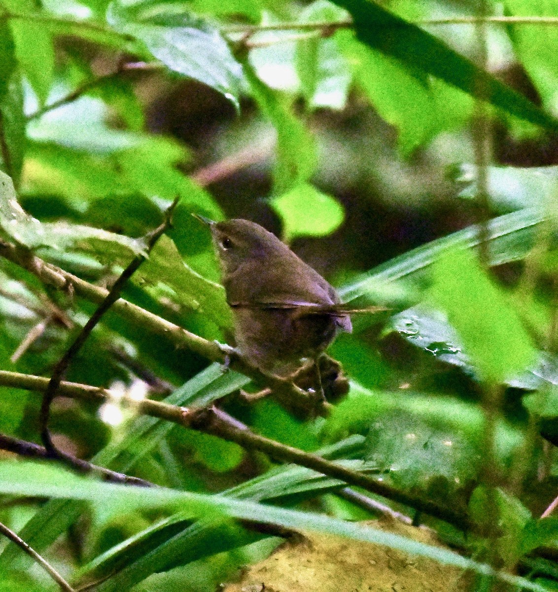 Malagasy Brush-Warbler (Malagasy) - ML236119391