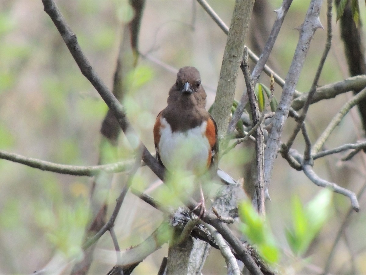 Eastern Towhee - Paul Zeller