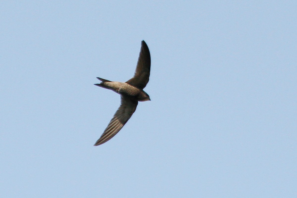 Pallid Swift - ML236124441