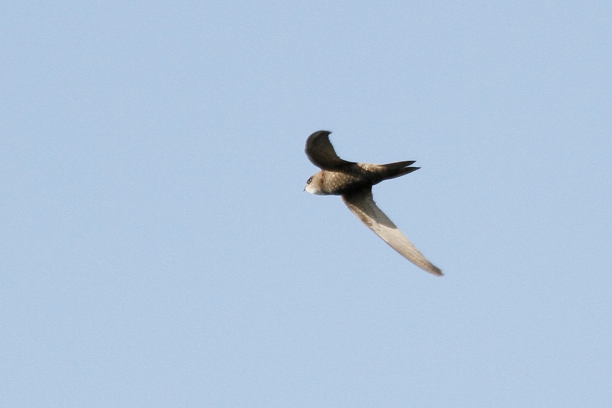 Pallid Swift - ML236124461